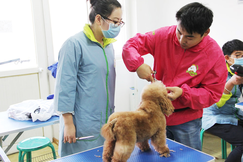圣寵寵物美容學(xué)校分享貴賓犬的美容方法