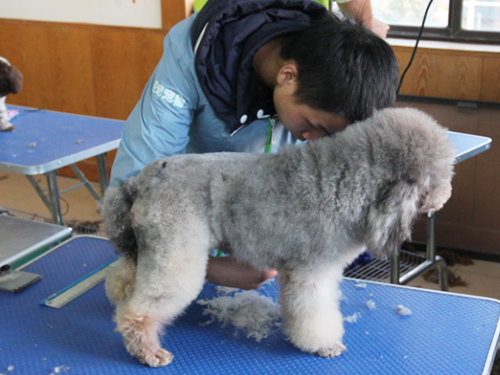 女生學寵物美容技術(shù)難嗎