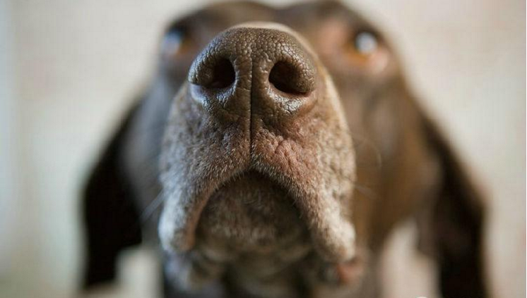 狗狗鼻子變色、可能是得病了