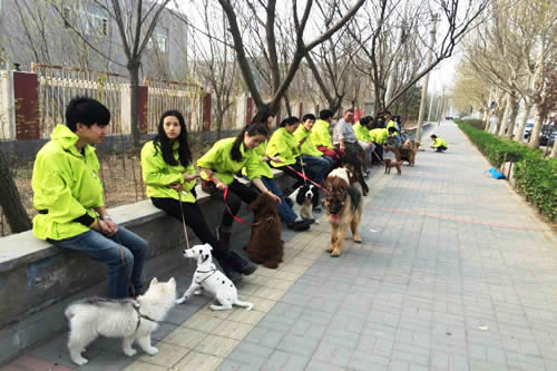 圣寵寵物培訓(xùn)學(xué)校課外馴犬練習(xí)