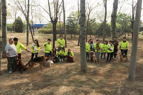 圣寵寵物培訓(xùn)學(xué)校課外馴犬練習(xí)